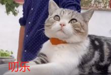 叨乐是什么品种的猫