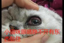 小猫咪眼睛睁不开有东西黏住