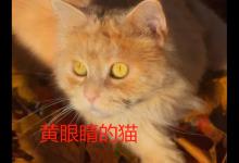 黄眼睛的猫是什么品种