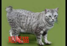 短尾猫为什么不能养