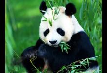 熊猫为什么叫熊猫？
