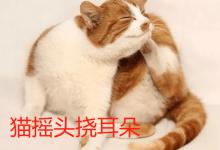 猫摇头挠耳朵怎么回事