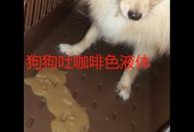 狗狗吐咖啡色液体是怎么回事