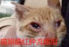 猫眼睛红肿流眼泪是怎么回事