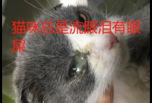 猫咪总是流眼泪有眼屎是什么原因