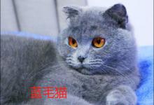 蓝毛猫是什么品种