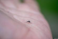 易留疤体质怎样防止蚊虫叮咬留下疤痕？吃什么驱蚊效果好？