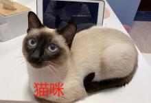 猫咪坠楼意味什么