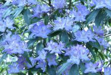 蓝色杜鹃花是什么品种