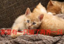 家里有一只猫了再养一只要注意什么