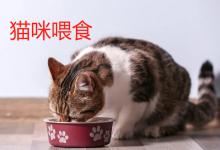 猫咪喂食时间及分量