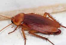 ​放生蟑螂犯法吗放生蟑螂可以报警吗