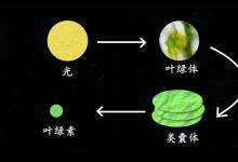 量子生物学：植物如何利用量子力学