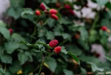 蛇莓怎么种植的？