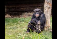 如果把猩猩当人养，它能像人一样聪明吗？黑猩猩古亚的结局好可惜