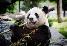 盘点最爱熊猫的6个国家，咱们的“国宝”大熊猫，到底多受欢迎？