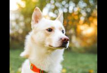 狗狗是不是可以喝绿豆汤？