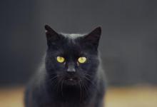 黑猫越来越少人养的原因！