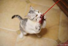 如何正确的陪主子玩逗猫棒！