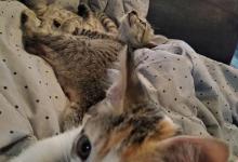 养猫后的“悲惨”人生