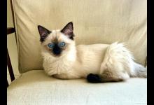 布偶猫便便太臭了缓解？