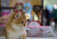 金渐层母猫几个月可以配种