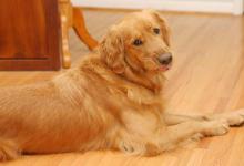 你家金毛是否健康，关注这5点就好了！