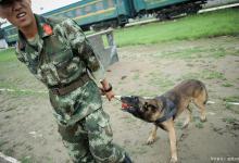 军犬大多用什么品种