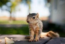 新手养松鼠容易犯的错误