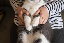 什么样的人适合养猫？