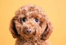 泰迪多久洗一次澡？