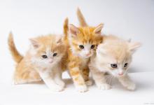 提高猫咪的身体免疫力这件事？