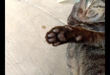 如何预防夏季猫咪中暑