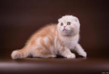 小猫尿血怎么回事，用啥药？