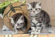 宠物猫拉软便如何调理？