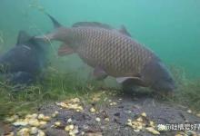 早春随温钓野鲫需要注意的几点