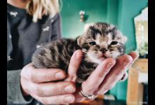 猫咪老了之后的特征是什么？