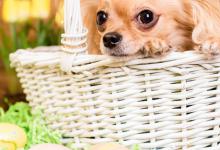 狗子是否也需要绝育？