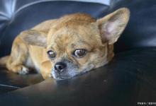 经常拉稀、呕吐的狗狗，该怎么调理肠胃？