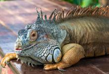 饲养蜥蜴一般性要准备什么？