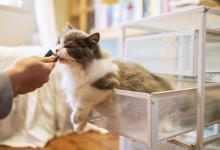 新手养猫需要准备什么养猫注意事项