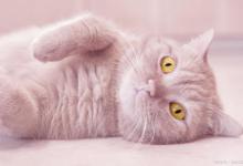 常听见的养猫谣言