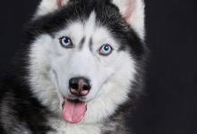 哈士奇有什么秘密吗？