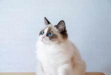 世界上最昂贵的4种猫咪