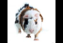 打了荷兰猪它会记仇吗？