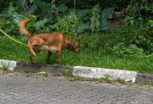 为什么狗尿味会一直存在