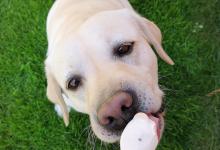 狗狗夏天可以吃冰激凌吗？