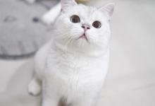 猫咪春季常见病的预防