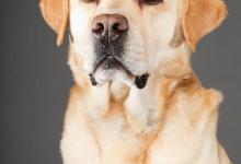 养狗最实用的几种商品