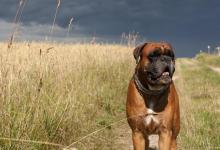 狗子咬人，该如何去纠正？